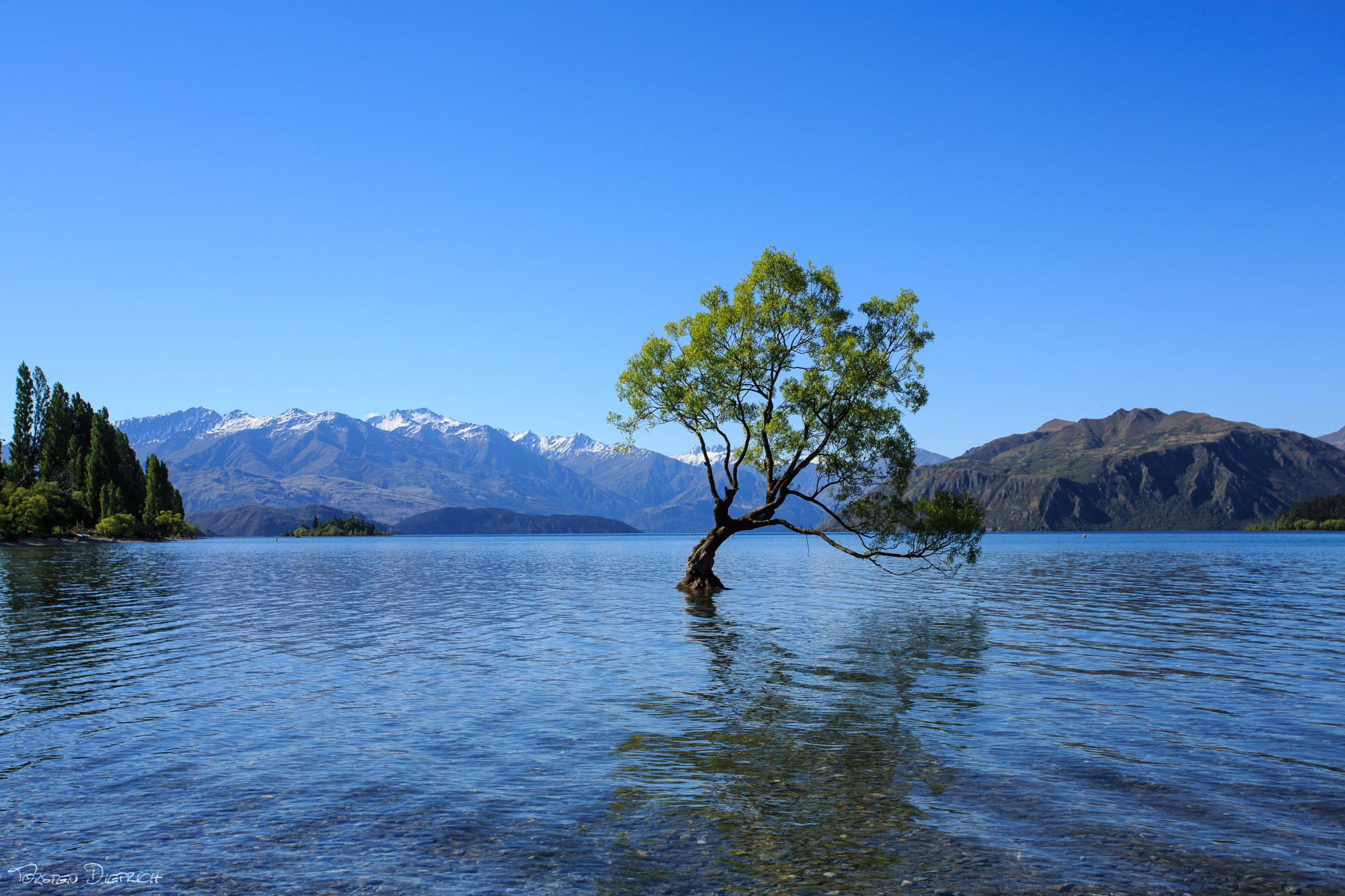 Wanaka Tree